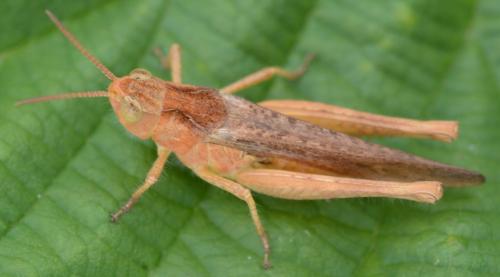 Chorthippus sp.